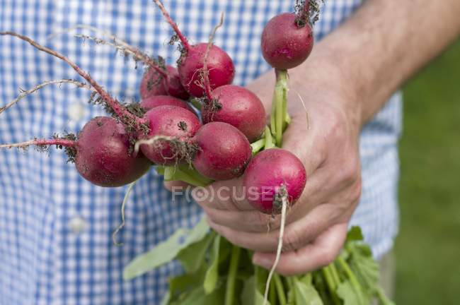 Homme tenant un tas de radis — Photo de stock