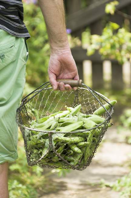 Man carrying basket of broad beans — Stock Photo