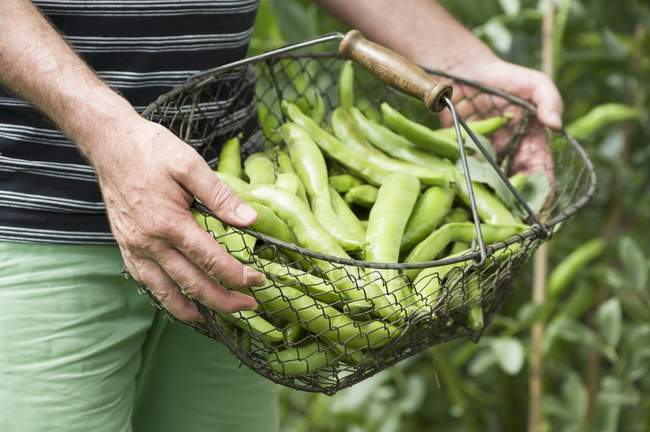 Man holding basket of broad beans — Stock Photo