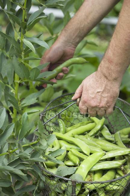 Мужчина в саду собирает широкие бобы с проволочной корзиной — стоковое фото