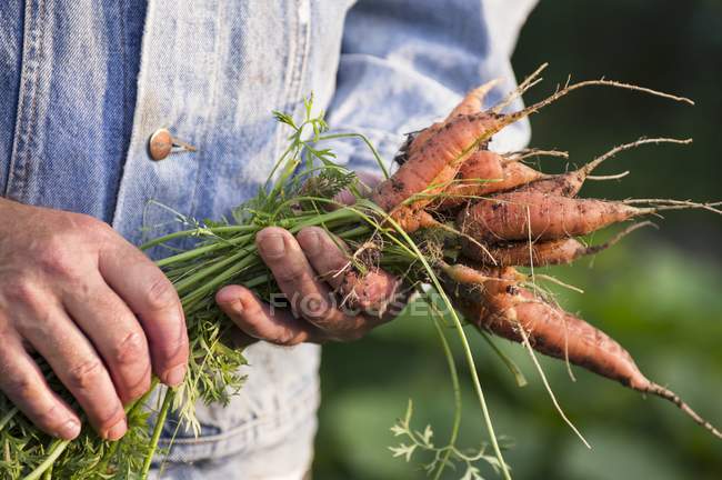Homem segurando monte de cenouras — Fotografia de Stock