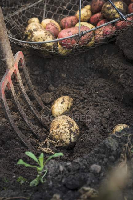 Freshly dug potatoes in garden and pitchfork outdoors — Stock Photo