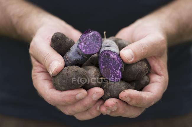 Homme tenant des pommes de terre Vitelotte violettes — Photo de stock