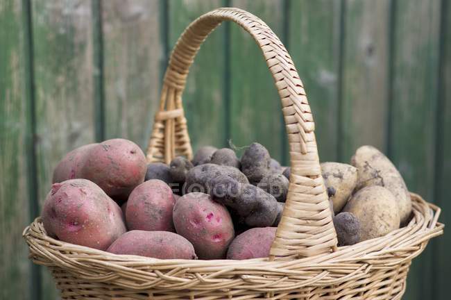 Patatas en la cesta de cosecha - foto de stock