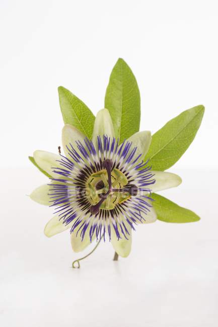 Closeup view of a passionflower on a white surface — Stock Photo