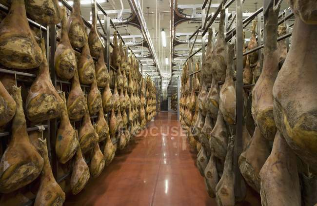 Filas de jamones colgantes en una sala de secado - foto de stock