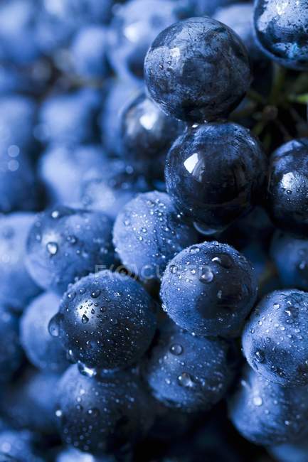 Свежевымытый виноград — стоковое фото