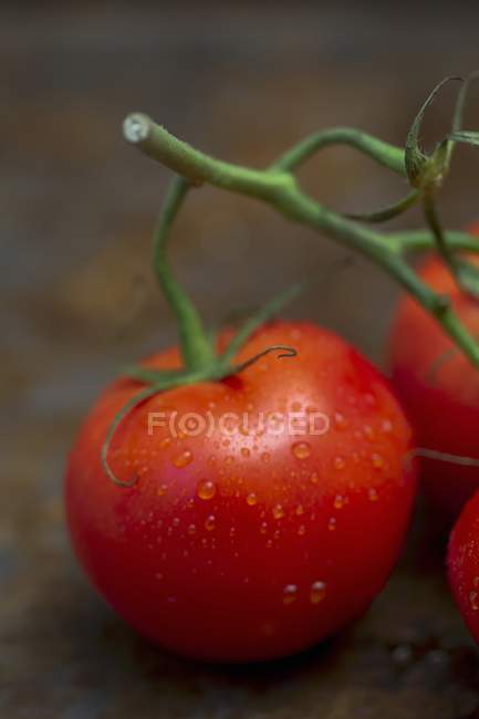 Freshly washed vine tomatoes — Stock Photo