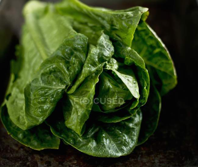 Chicory leaves on table — Stock Photo