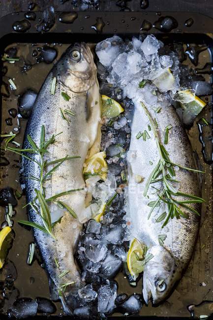 Fresh trout with rosemary — Stock Photo