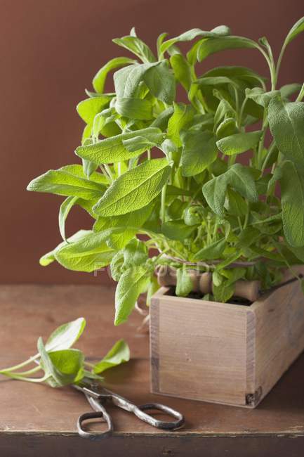 Salvia fresca en una caja de madera - foto de stock