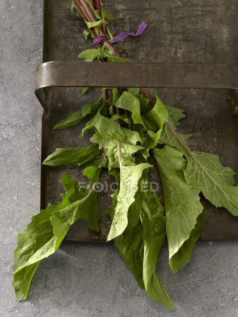 Une grappe de feuilles de pissenlit rouge frais sur un plateau en métal — Photo de stock