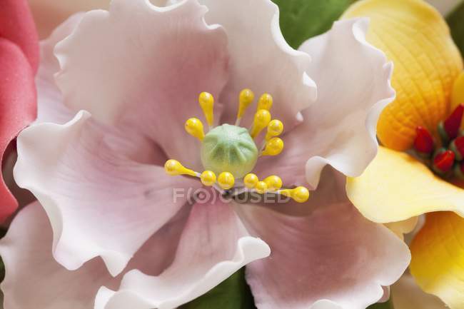 Vista close-up de flores de açúcar doce — Fotografia de Stock