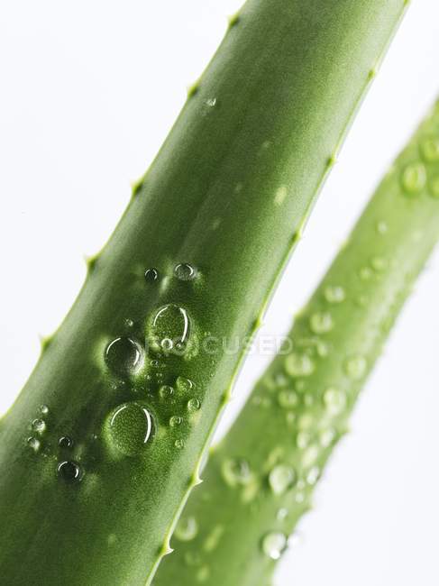Frisch gewaschener Aloe Vera Trieb — Stockfoto