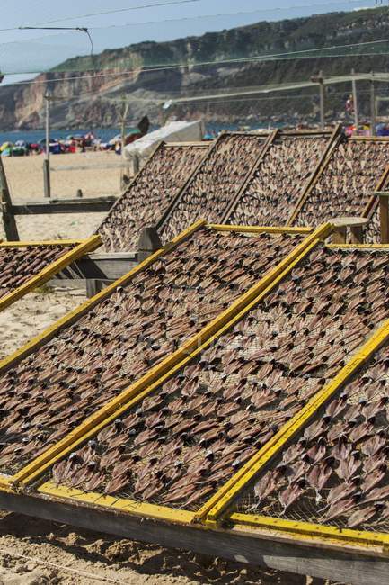 Vista diurna di essiccazione di pesce su rastrelliere su una spiaggia — Foto stock