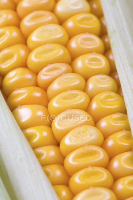 Mazorca de maíz orgánica madura - foto de stock