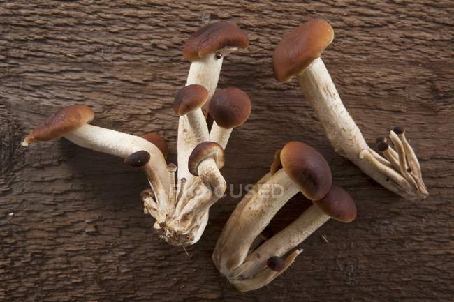 Fresh Pholiota mushrooms — Stock Photo