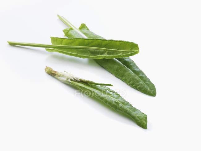 Fresh sorrel leaves — Stock Photo