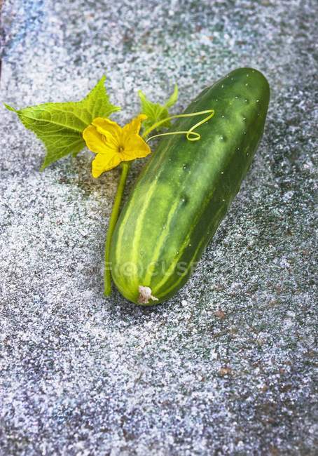 Свіжий підібраний огірок з квіткою — стокове фото