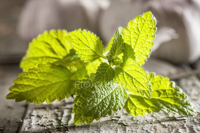 Fresh mint sprig — Stock Photo