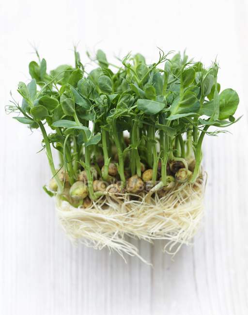 Brotos de ervilha com raízes — Fotografia de Stock