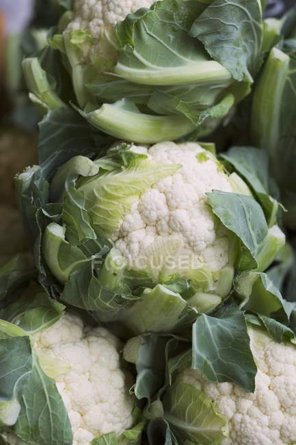 Fresh white Cauliflower — Stock Photo