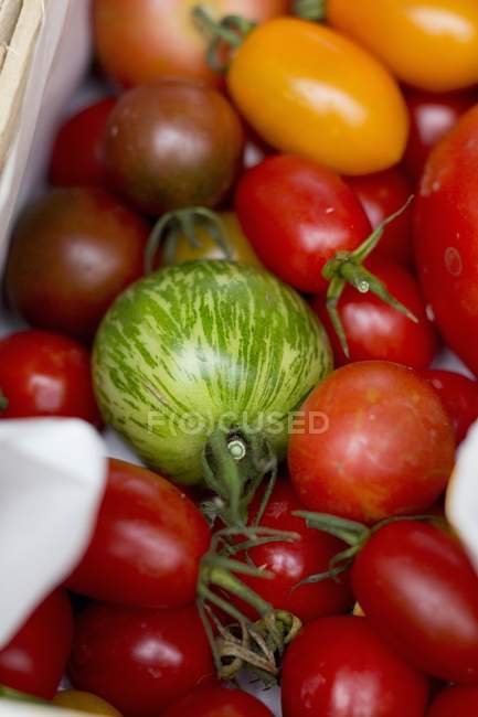 Tomates Costoluto maduros - foto de stock