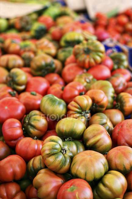 Pomodori Costoluto maturi — Foto stock