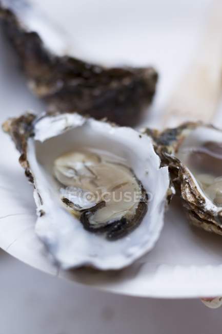 Frische Austern in Schalen — Stockfoto