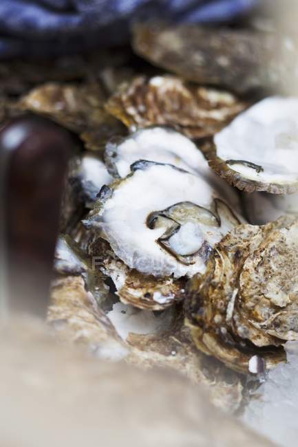 Closeup view of leftover oyster shells heap — Stock Photo