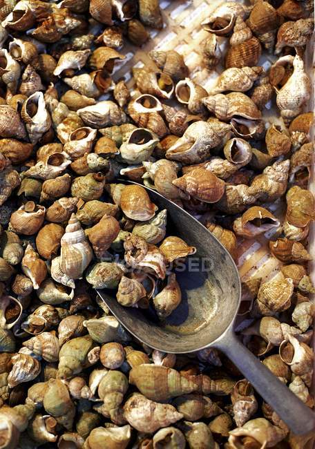 Top view of cockles heap with shovel — Stock Photo