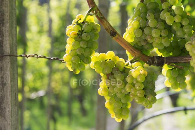Виноград, що росте на рослині — стокове фото