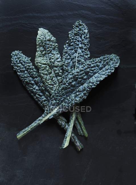 Cavelo Nero cabbage leaves — Stock Photo