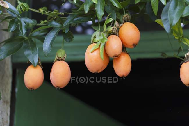 Frutas de la pasión que crecen en planta - foto de stock