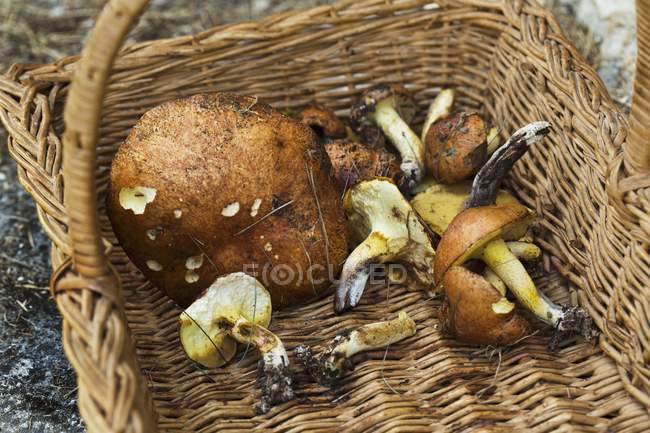 Fresh cutted ceps — Stock Photo