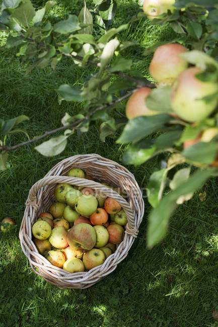 Корзина свежесобранных яблок — стоковое фото
