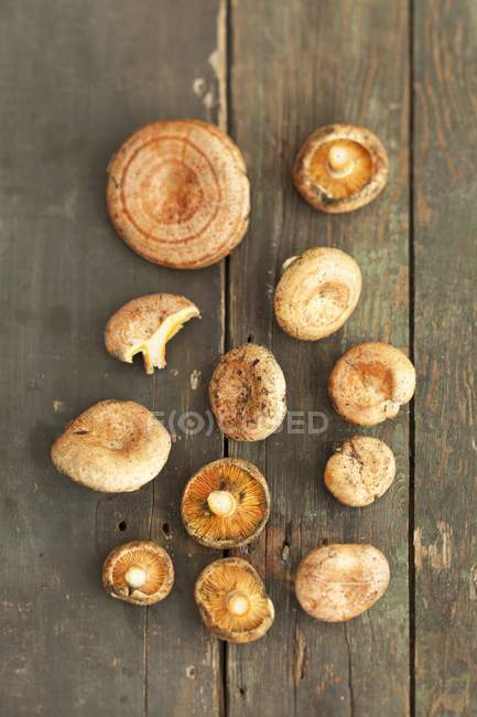 Красные сосновые грибы — стоковое фото