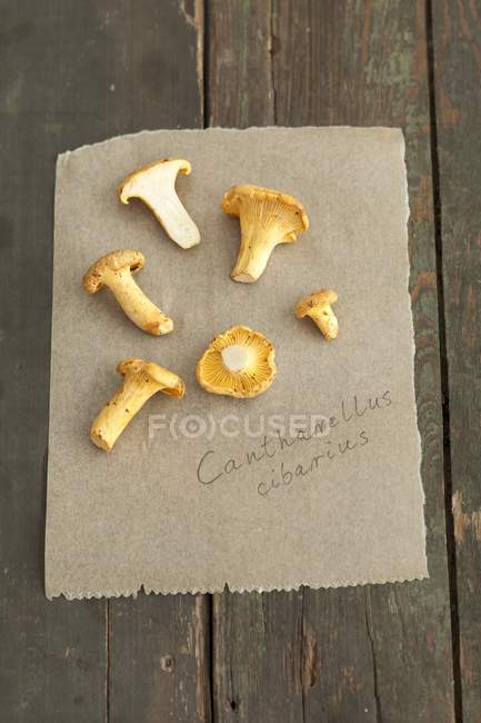 Fresh Chanterelle mushrooms — Stock Photo