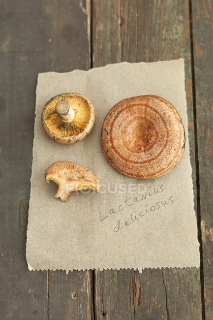 Red pine mushrooms — Stock Photo