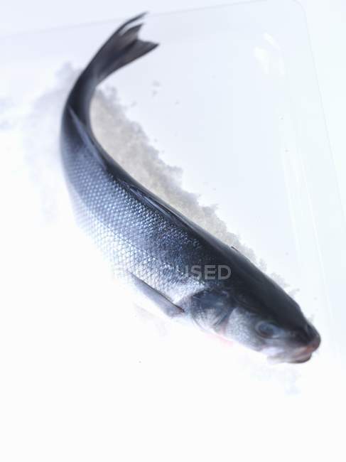 Свежий сырой лосось — стоковое фото
