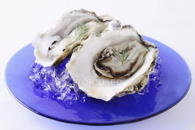 Frische Austern auf blauem Teller — Stockfoto