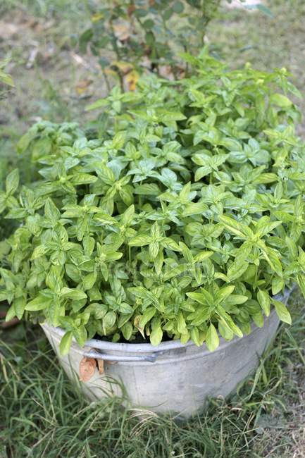 Basil growing in zinc tub — Stock Photo