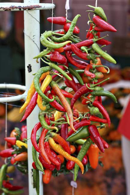 Garland of colourful chilli peppers — Stock Photo
