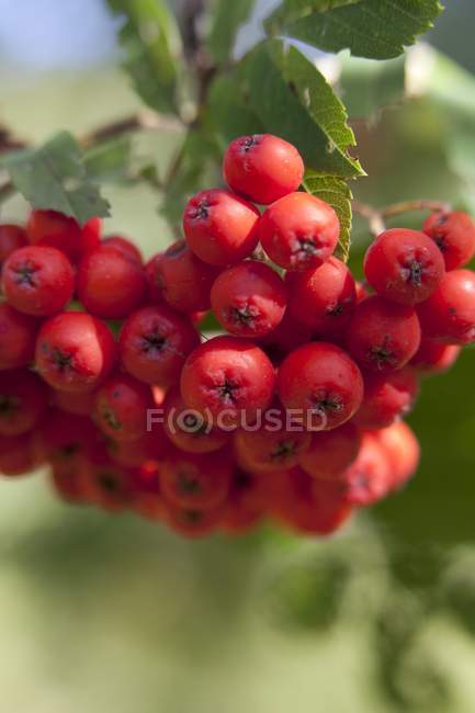 Rowan berries growing on branch — Stock Photo