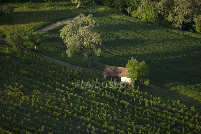 Vista aérea de uma vinha e um celeiro na Áustria — Fotografia de Stock