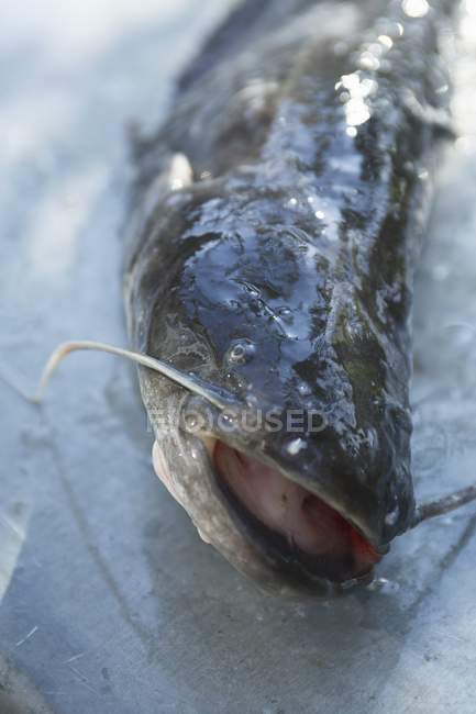 Pesce gatto pescato fresco — Foto stock