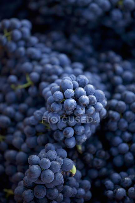 Fresh picked pinot noir grapes — Stock Photo