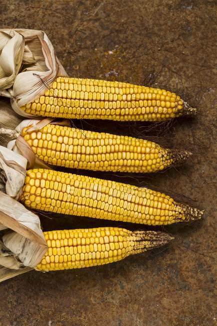 Corn cobs on rusty metal surface — Stock Photo