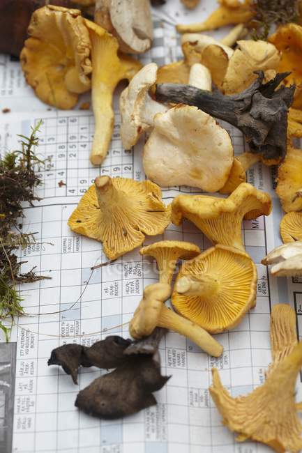 Fresh wild mushrooms — Stock Photo