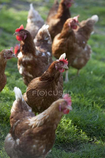 Vista diurna de gallinas de pie sobre hierba - foto de stock